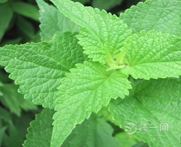 驱蚊用什么植物 20160606164323_9989.jpg