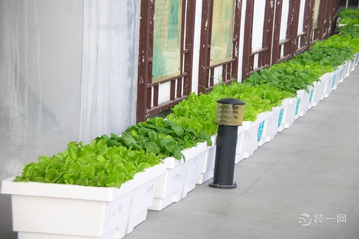 夏天菜园种菜?杭州超人标志装修设计阳台阳台图纸效果图片